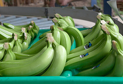Fairtrade-Bananen. Asociación de Pequeños Productores Bananeros 'El Guabo'. Bild: Stefan Lechner