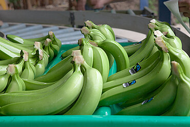 Fairtrade-Bananen. Asociación de Pequeños Productores Bananeros 'El Guabo'. Bild: Stefan Lechner