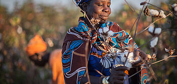 Baumwollpflückerin bei der Arbeit auf der Baumwollfarm SODEFITEX in Afrika