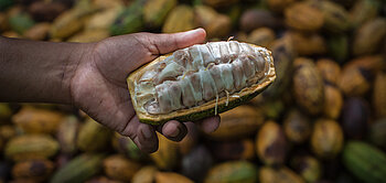 Fairtrade-Kakao