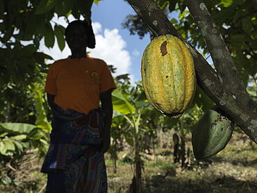 Gelbe Kakaoschote. Im Hintergrund eine menschliche Silhouette