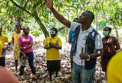 Starke Kooperativenstrukturen und Beratung fördern die Resilienz von Bäuerinnen und Bauern. Z.B. in Ghana im Kakaoanbau. Foto: Fairpicture/Nipah Dennis/Fairtrade