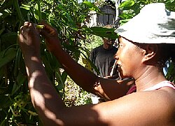 Die Vanille-Kooperative Soarano in Madagaskar