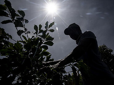 Kaffeebauer in Indonesien in praller Sonne. Der EU-Komissionsvorschlag für entwaldungsfreie Lieferketten betrifft auch den Kaffeeanbau. Foto: Rosa Panggabean/Fairtrade