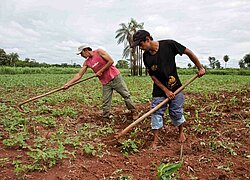 Die Zucker-Kooperative Manduvirá in Paraguay