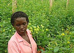 Die Fairtrade-Blumenfarm Mairye Estate in Uganda
