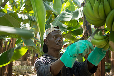 Fairtrade-Bananenarbeiter in der Dominikanischen Republik bei der Arbeit. 