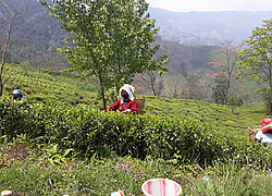 Der Teegarten Tonganagaon in Indien