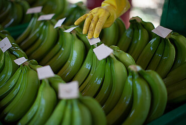 Arbeit auf eienr Bananenplantage in Peru. Bild: Sean Hawkey.