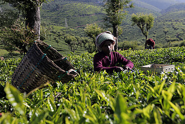 Teegarten mit Teepflückerin in Indien