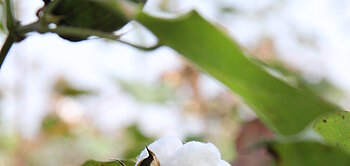 Fairtrade-Baumwolle