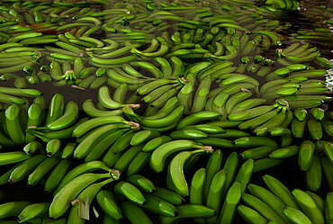 Bananen im Waserbad auf einer Plantage in Kolumbien. Foto: © Eduardo Martino / Documentography