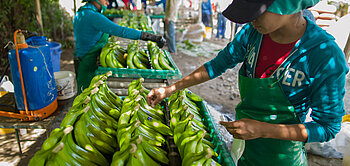 Bekleben von Fairtrade-Bananen mit Fairtrade-Siegeln bei der Bananen-Kooperative ACPROBOQUEA in Peru 