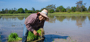 Phawadee Suphansai von der Reis-Organisation OJRPG in Thailand beim Arbeiten auf einem Reisfeld