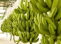 Die Bananen-Kooperative Aspraosra in Peru