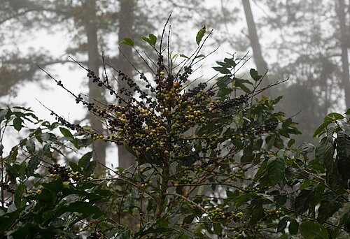 Schädlinge und Pflanzenkrankheiten werden durch den Klimawandel begünstigt. Hier eine von Kaffeerost befallene Kaffeepflanze. (c) Sean Hawkey/Fairtrade