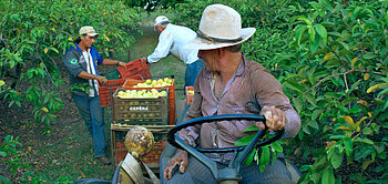 Arbeiter der Orangen-Kooperative COAGROSOL in Brasilien beim Einsammeln von Fairtrade-Orangen