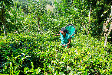 Biologischer Kleinbauern-Verband, Sri Lanka. Foto: © Fairtrade International 