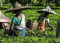 Die Teeplantage Kusum International aus Indien