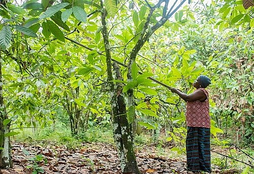Fairtrade fördert den Walderhalt im Kakao-Anbaugebiet Westafrika. Foto: Mohamed Aly Diabate / Fairtrade
