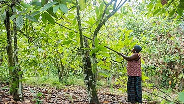 Fairtrade fördert den Walderhalt im Kakao-Anbaugebiet Westafrika. Foto: Mohamed Aly Diabate / Fairtrade