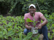 Fabio Rafael Payero, 37, zeigt eine junge Bananenstaude in einer Baumschule.