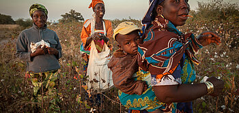 Baumwollpflückerinnen beim Pflücken von Fairtrade-Baumwolle in Afrika