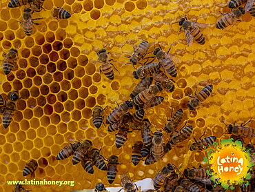 Die Initiative Latina Honey unterstützt Imker*innen, sich zu vernetzen und ihren Honig besser zu vermarkten. Zu sehen sind Bienen in Bienenwaben sowie das Logo von Latina Honey. Bild: Fairtrade/CLAC