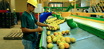 Arbeiter in einer Fabrik mit Fairtrade-Orangen