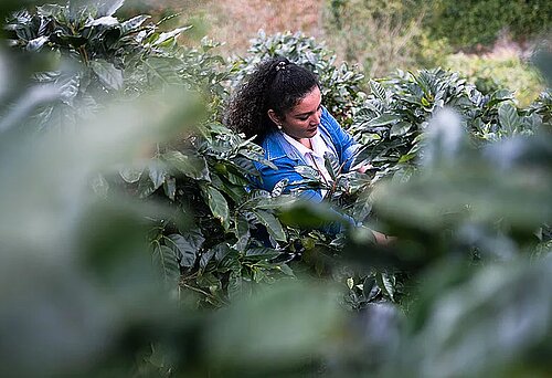 Fairtrade-Bäuerin kontrolliert ihrer Felder 