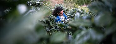Fairtrade-Bäuerin kontrolliert ihrer Felder 