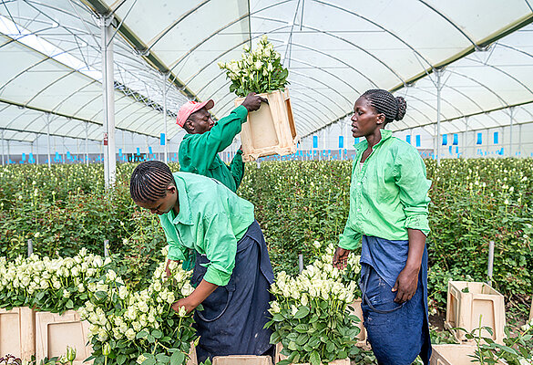 Produktion / Blumenfarm in Kenia