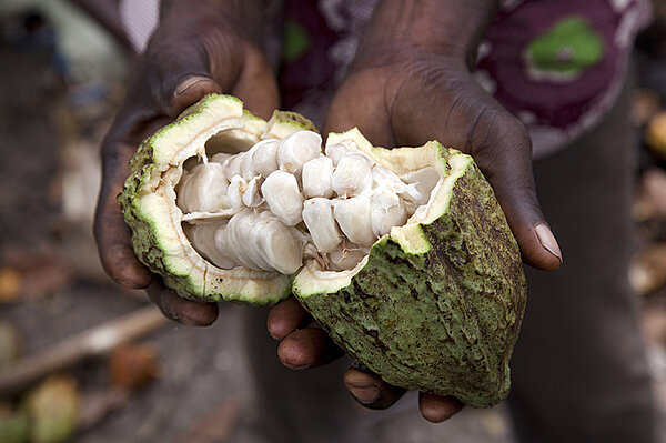 Aufgebrochene Kakao-Frucht