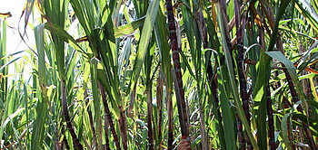 Bereits während der Verarbeitung der Ernte wird neues Zuckerrohr gepflanzt.