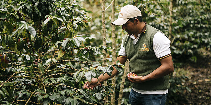 Fairtrade stärkt die Resilienz von Kleinbäuerinnen und -bauern. Das ergab eine aktuelle Studie zur Wirkung von Fairtrade in den Bereichen Kaffee, Kakao und Bananen. Foto: Christoph Koestlin | Fairtrade. Auf dem Foto zu sehen: ein Mann, der Kaffeekirschen pflückt. 