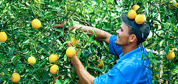 Arbeiter der Orangen-Kooperative COAGROSOL in Brasilien beim Pflücken von Fairtrade-Orangen