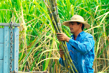 Fairtrade-Zucker Produzent aus Paraguay