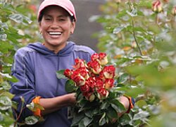 Fairtrade-Blumen-Produzenten