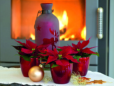 Mit Fairtrade-Weihnachtssternen schmücken Sie Ihr Zuhause weihnachtlich und nachhaltig.