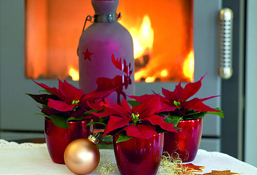 Mit Fairtrade-Weihnachtssternen schmücken Sie Ihr Zuhause weihnachtlich und nachhaltig.