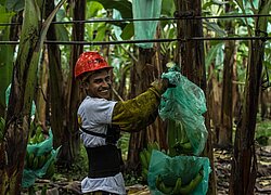 Die Bananenkooperative Asoguabo in Ecuador