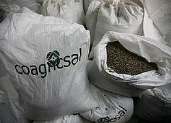 Die Kaffee- und Kakao-Kooperative Coagricsal in Honduras