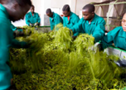 Die Tee-Plantage Luponde Tea Estate in Tansania
