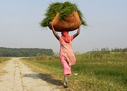 Die Reis-Kooperative Khaddar in Indien
