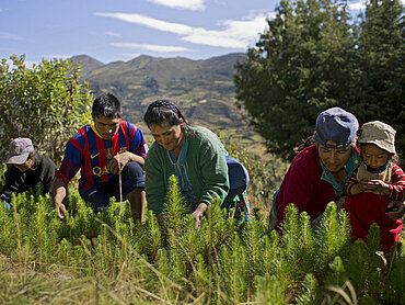 Arbeiter*innen in einer Baumschule in der Nähe des Dorfes Choco im Norden Perus. © Danielle Villasana