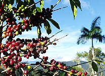 Mount Hagen Arabica Kaffee ganze Bohne entkoffeiniert