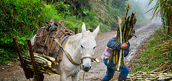 Enrique Aricapa, ein Mitglied der Kooperative Asopanela transportiert Zuckerrohr mit seinem Maultier.