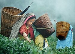 Die Ambootia Tea Group Exports
