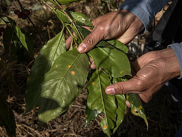 Der Klimawandel bringt neue Schädlinge und Pflanzenkrankheiten mit sich - wie La Roya, ein Pilz, der Kaffeepflanzen befällt. San Miguel del Faique, Piura, Peru. Foto: Fairtrade / Eduardo Martino