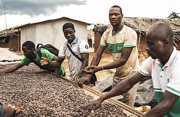 Kakaobauern sortieren Kakaobohnen